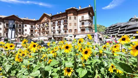 sunflowers bloom in front of buildings