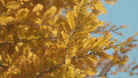 Tiro-Cercano-Del-Follaje-Del-árbol-Metasequoia-Durante-La-Temporada-De-Otoño