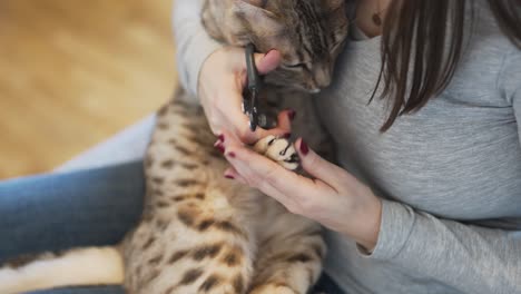 cutting the claws from the front paw of a female bengal cat-1