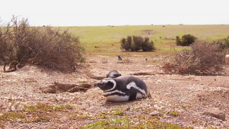 Pingüinos-De-Magallanes-Descansando-Alrededor-De-Sus-Nidos-En-La-Vasta-Colonia-Con-Arbustos-Secos