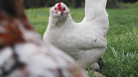 white chicken in a field