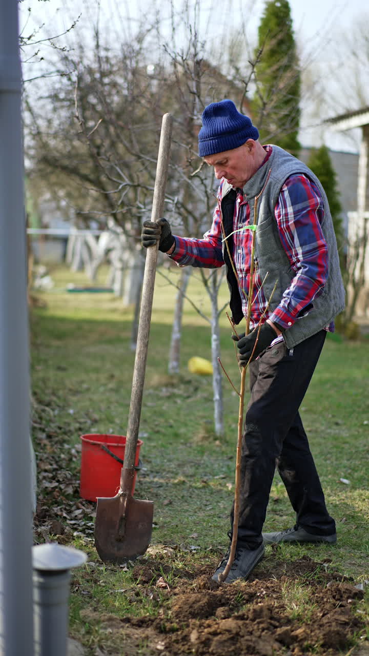 Man holding a shovel rams down the ground around the newly-planted tree. Planting new fruit tree in the garden. Vertical video.