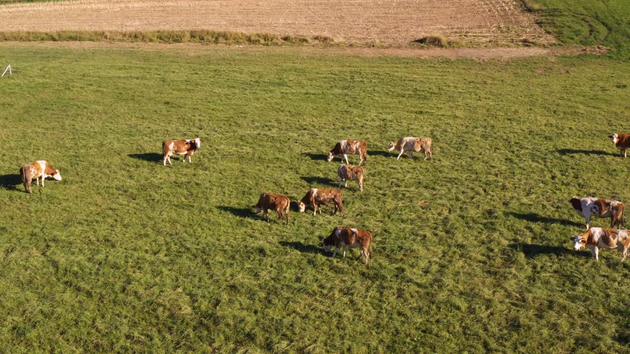 Mandria di bovini al pascolo su un pascolo di montagna, riprese aeree, scena rurale, 4K UHD, movimento di panoramica lento, allevamento ecologico