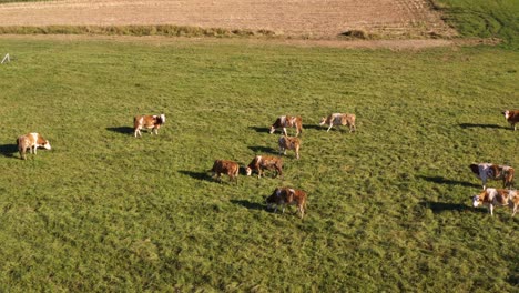 catlle herd grazing on mountain pasture, aerial footage, rural scene, 4k uhd, slow pan move, ecological farming