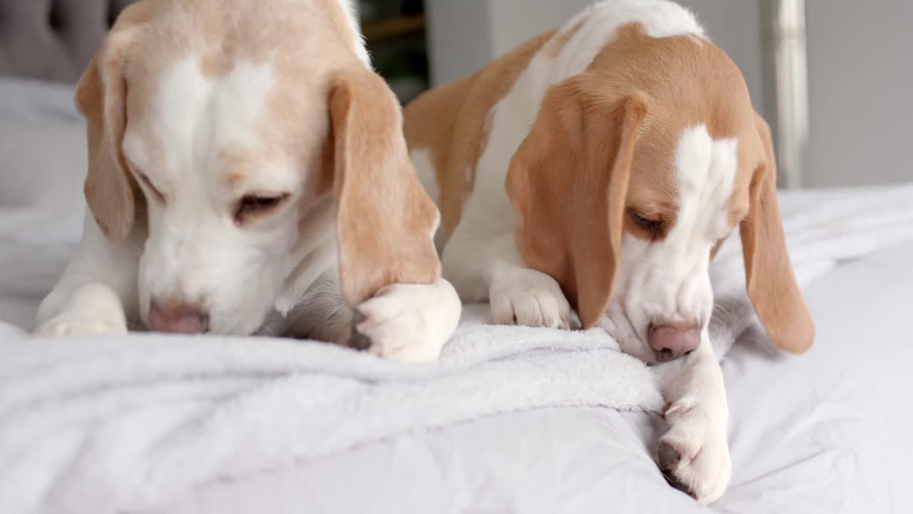 행복한 아프리카계 미국인이 집에서 명상하고 휴식을 취하고, 슬로우 모션