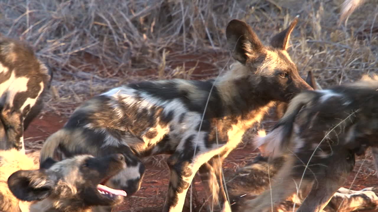 grupo de siete perros salvajes africanos relajándose a la luz del atardecer en la sabana seca