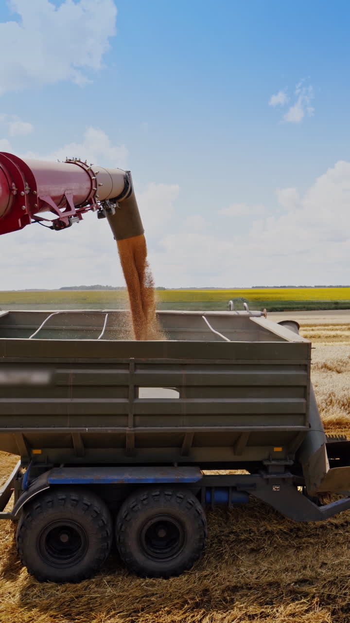 Industrial farmland finishes the seasonal work. Golden grains falling from combine into cart of a tractor. Grains pouring on nature background. Machinery harvesting. Vertical video