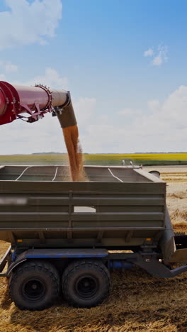 industrial farmland finishes the seasonal work. golden grains falling from combine into cart of a tractor. grains pouring on nature background. machinery harvesting. vertical video