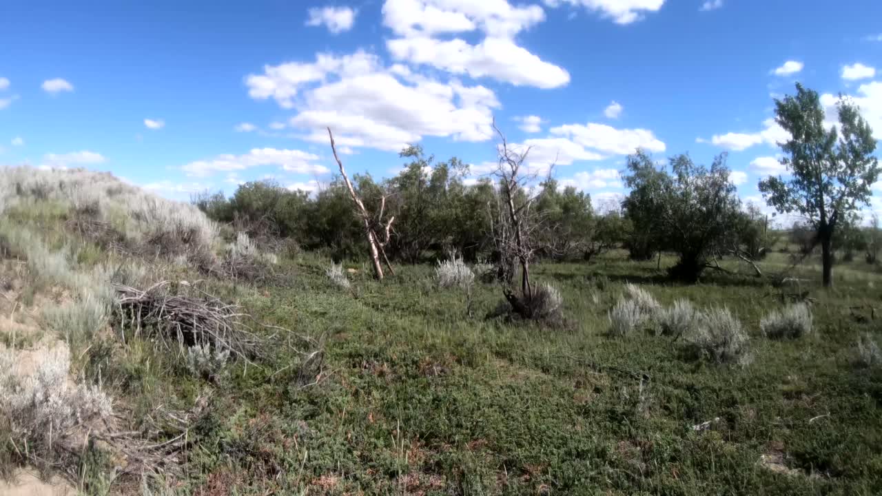 cámara lenta: un día ventoso en un campo con árboles, hierba y arbustos que vuelan por el campo en alberta, canadá, en un día soleado