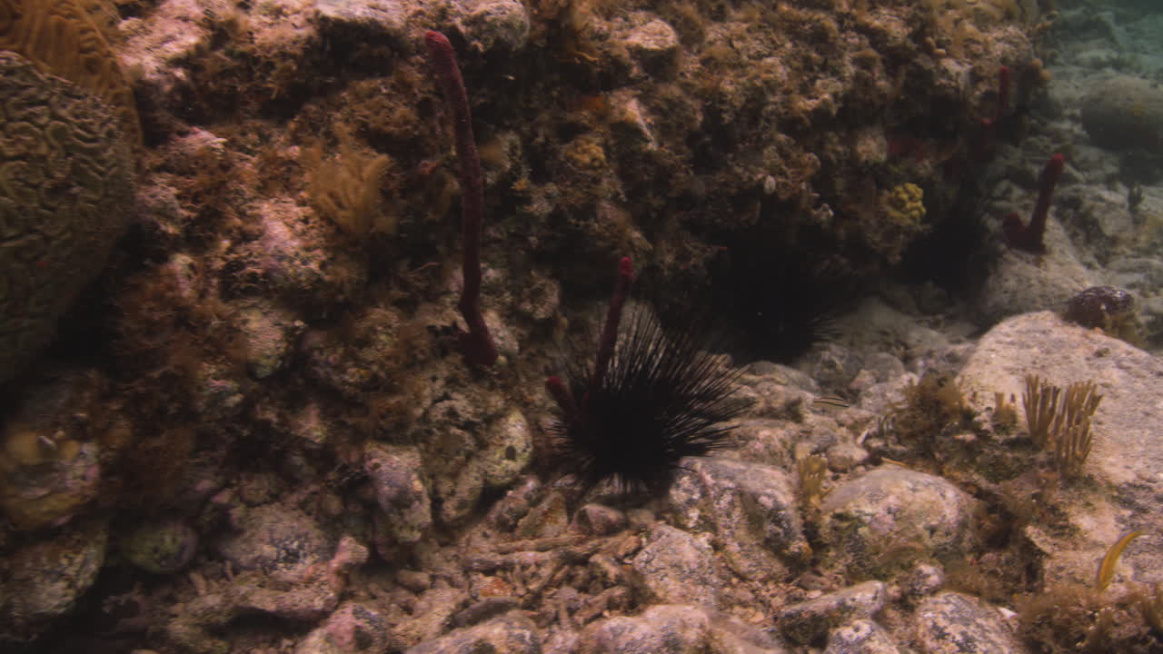 diploria, coral cerebro acanalado y erizos de mar en el fondo del mar con peces de arrecife