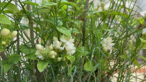 closeup of mogra flower blooming in the garden