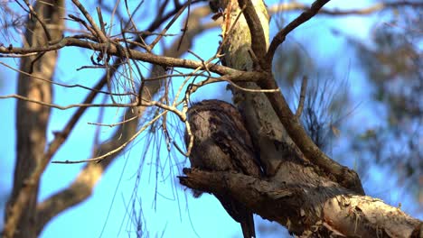 Tawny-frogmouth,-podargidae,-perching-motionless-on-branches,-camouflage-to-avoid-detection,-blend-in-blend-in-with-the-colour-and-texture-of-tree-bark,-close-up-shot