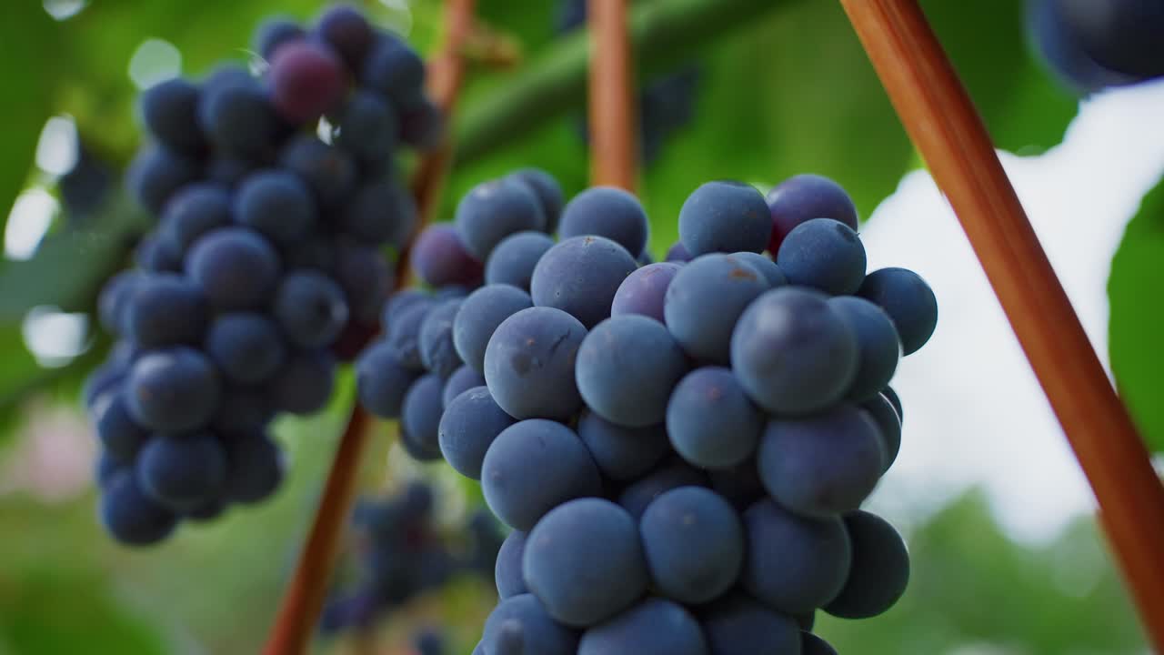Uva scura matura appesa a una vite in un vigneto