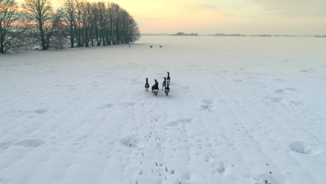 flock of wild deers running in snow-covered field