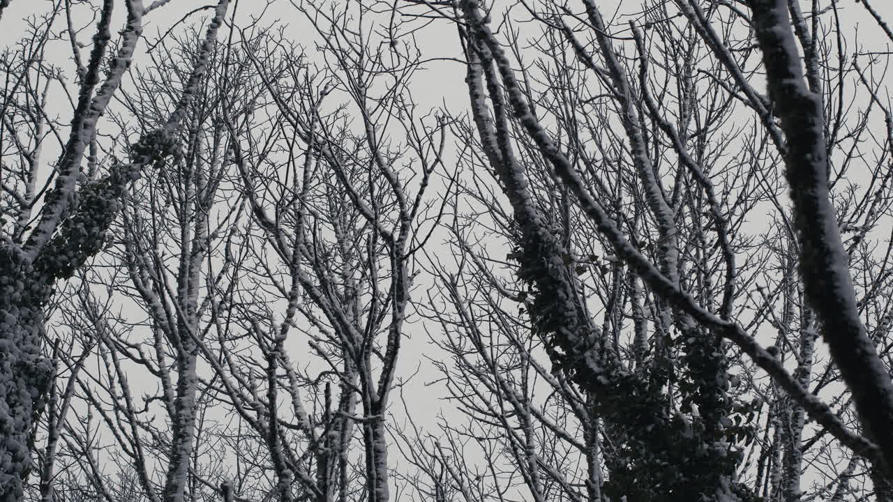 Snowy tree tops blowing in wind with snow falling on cloudy cold winter's day