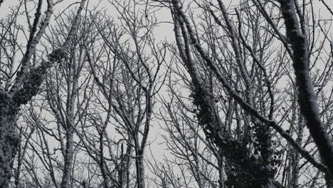 snowy tree tops blowing in wind with snow falling on cloudy cold winter's day