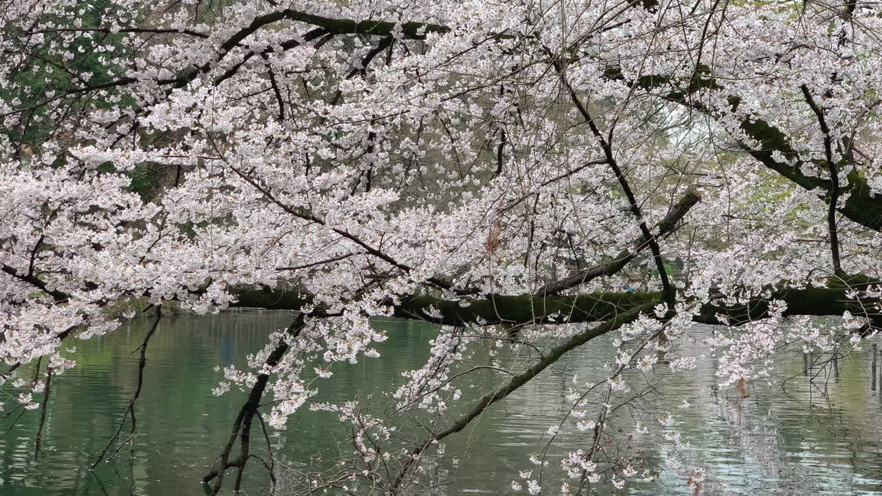 Riflesso nel lago di un lungo ramo di ciliegio nel Parco Inokashira.