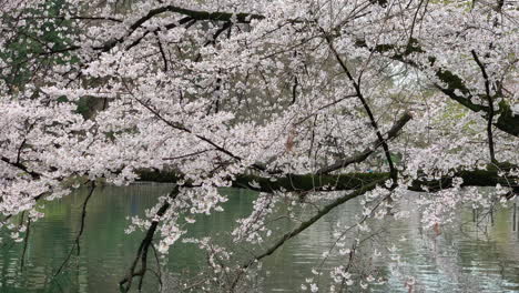 Reflection-in-the-lake-of-a-long-cherry-tree-branch-at-Inokashira-Park