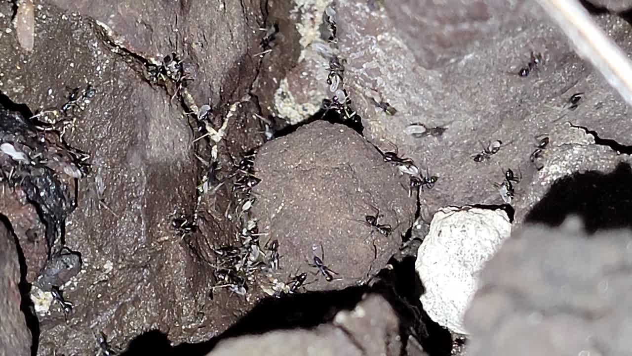Numerous ants scurry across a rugged rock surface in a close-up view, highlighting natural movement patterns and insect behavior in the wild.