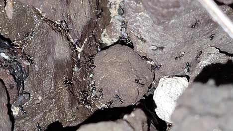 numerous ants scurry across a rugged rock surface in a close-up view, highlighting natural movement patterns and insect behavior in the wild.