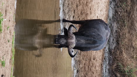 vertical view of african buffalo drinking water in the river