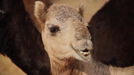 Camellos-En-La-Feria-De-Pushkar,-También-Llamada-Feria-De-Camellos-De-Pushkar-O-Localmente-Como-Kartik-Mela,-Es-Una-Feria-Ganadera-Y-Cultural-Anual-De-Varios-Días-Que-Se-Celebra-En-La-Ciudad-De-Pushkar,-Rajasthan,-India.