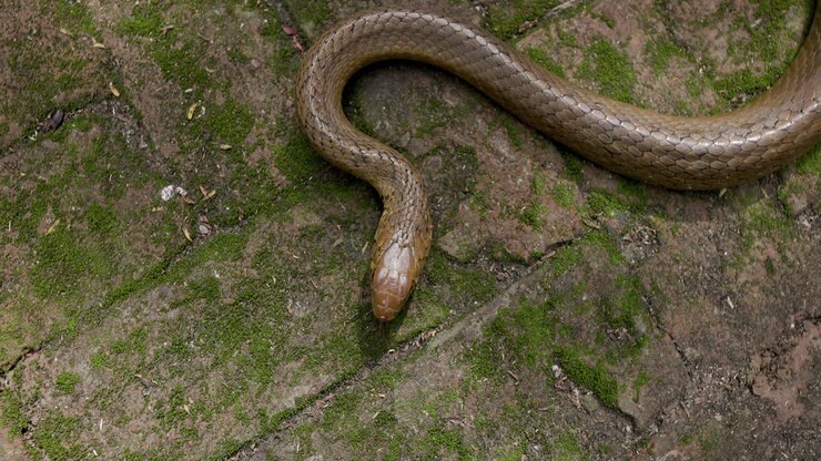 Indian Rat Snake head flicks tongue in slow motion; detailed macro sensing behaviour of a shining reptile