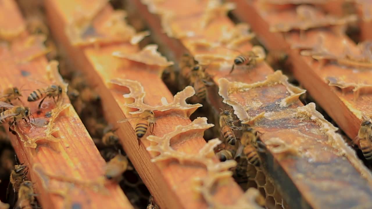 Bees working in a hive
