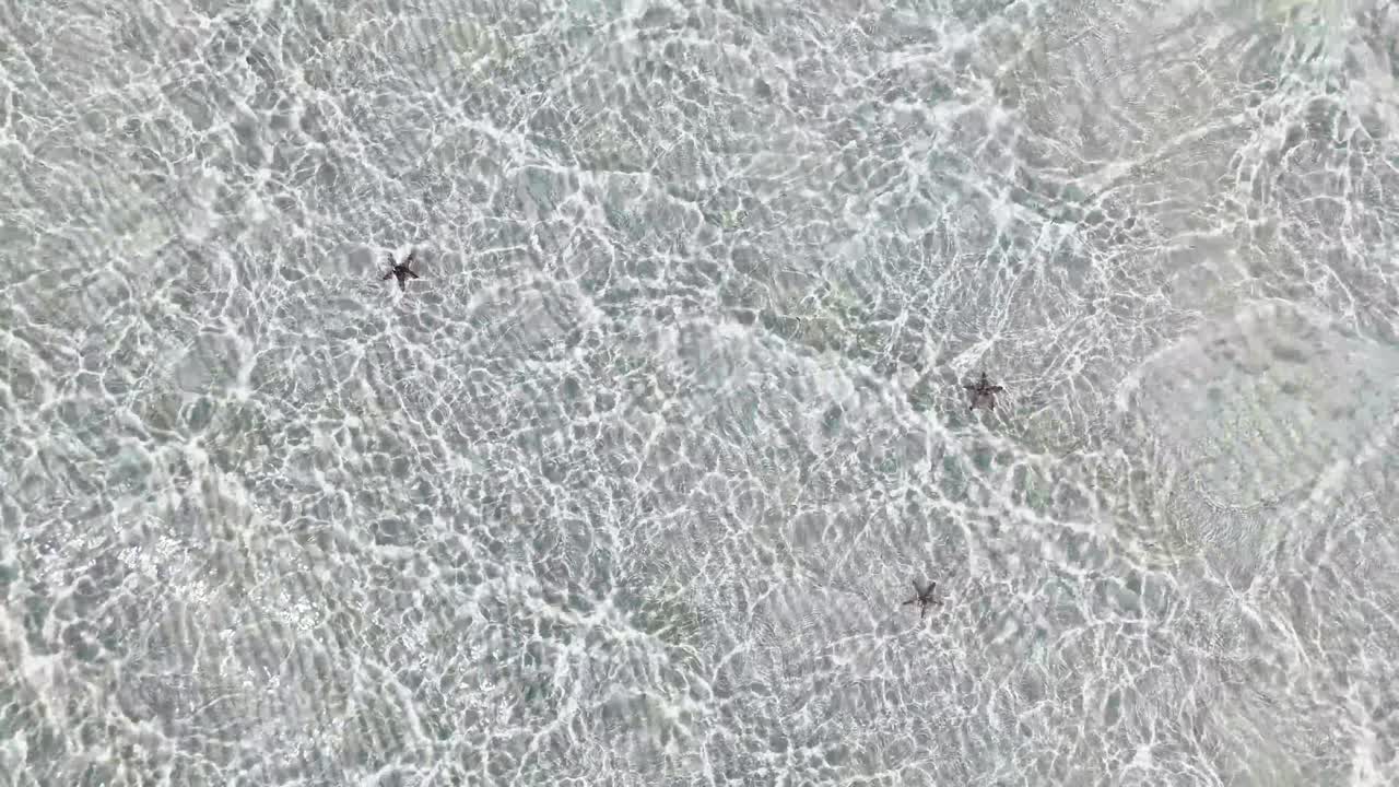 Static aerial view captures several starfish resting on a translucent, sunlit seabed with delicate ripple patternsin Candaraman Sand Bar, Balabac, Palawan, Philippines