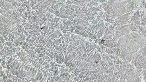 static aerial view captures several starfish resting on a translucent, sunlit seabed with delicate ripple patternsin candaraman sand bar, balabac, palawan, philippines