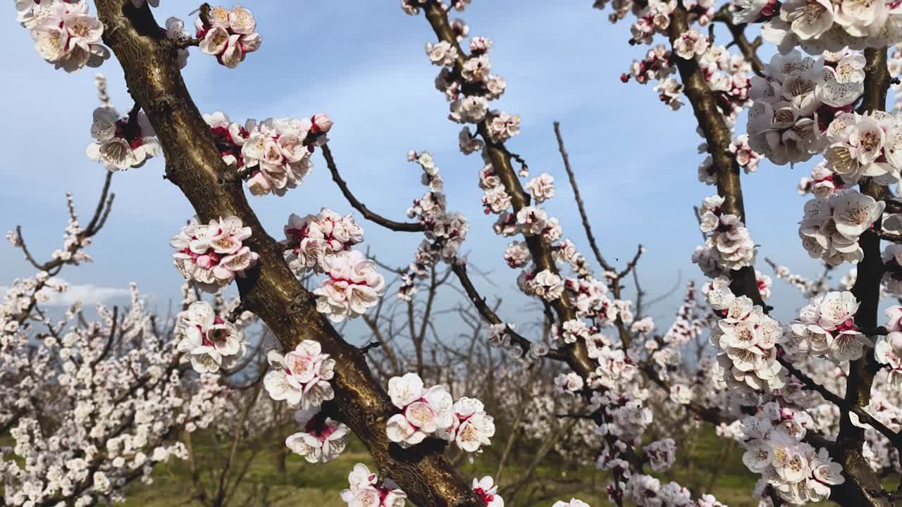 Primo piano di rami di albicocco ricoperti di delicati fiori bianchi in un frutteto primaverile sotto il cielo azzurro, creando un sereno paesaggio naturale stagionale.