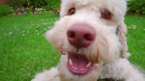 white poodle play outside. playful dog eating grass. pet lying on green lawn