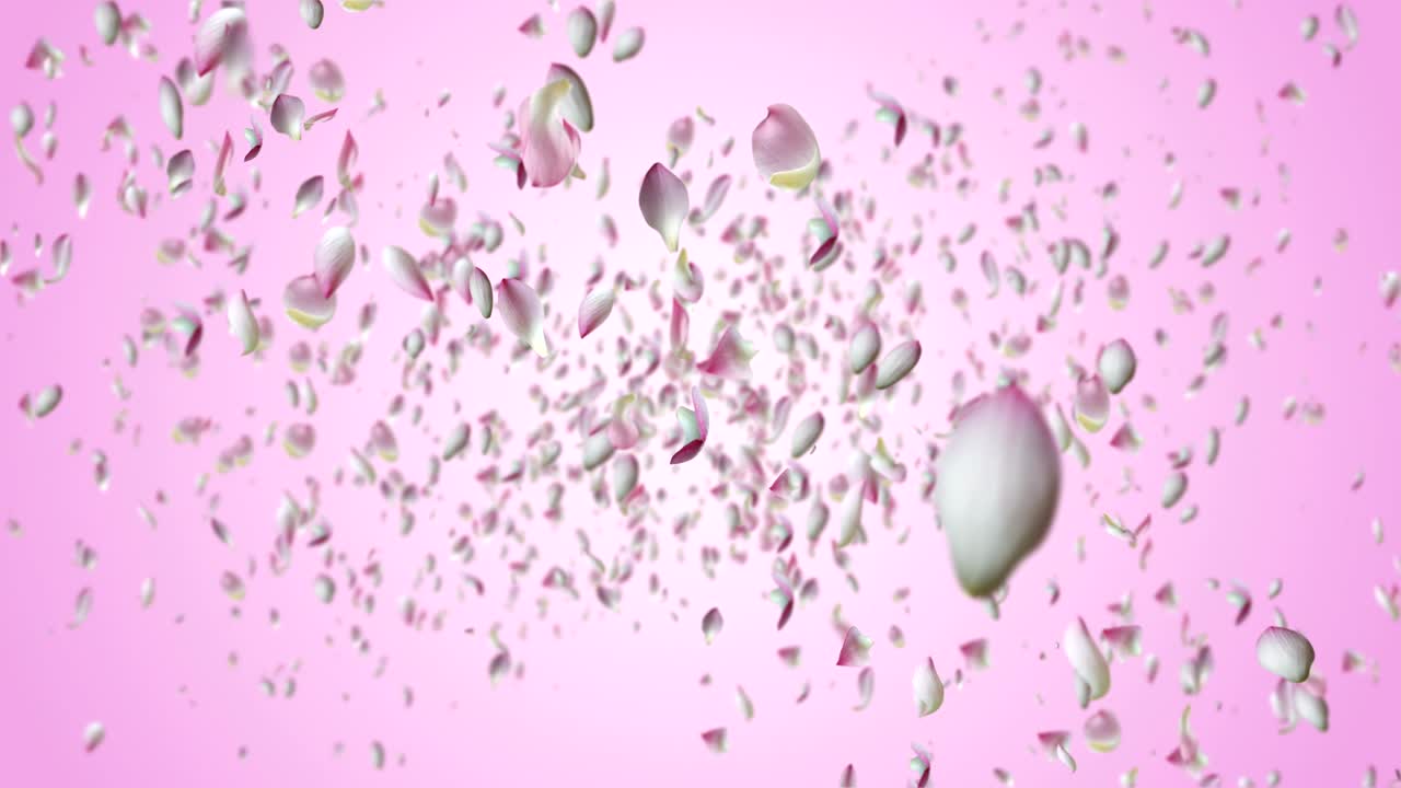 꽃잎이 날아다니고 있습니다.