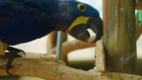 Close-up-view-of-a-Hyacinth-Macaw-walking-on-a-tree-branch