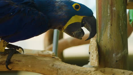 close-up view of a hyacinth macaw walking on a tree branch