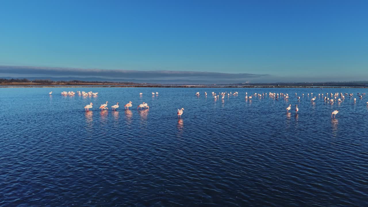Flamingos stand in shallow water under a clear sky near a wetland area