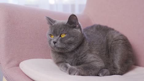 Hermoso-Gato-Británico-Con-Pelusa-Gris-Está-Sentado-En-Un-Sofá-Y-Mirando.