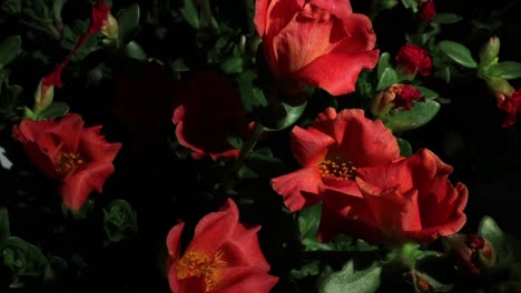 hermosas flores rojas en un jardín muestran los vibrantes colores de la naturaleza durante la primavera