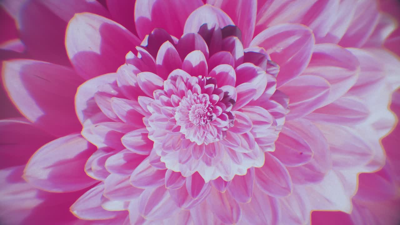 primer plano de las flores artísticas de dahlia en tonos púrpura y rosa