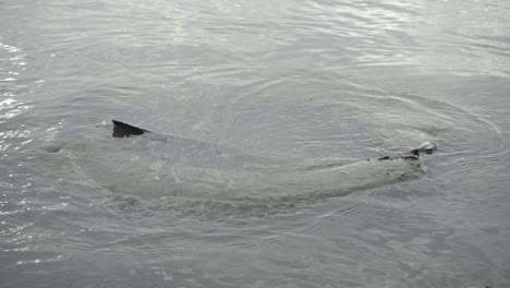 old tire throw at sea