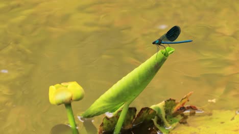 beautiful demoiselle (calopteryx virgo) is a european damselfly belonging to the family calopterygidae. it is often found along fast-flowing waters where it is most at home.