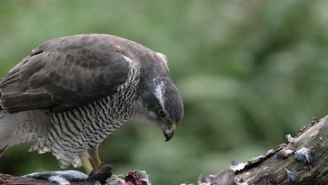 Close-up-static-shot-of-a-Northern-Goshawk