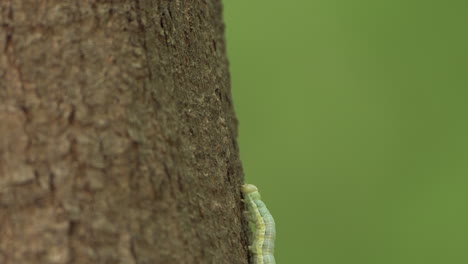 closeup of caterpillar crawling on the tree trunk