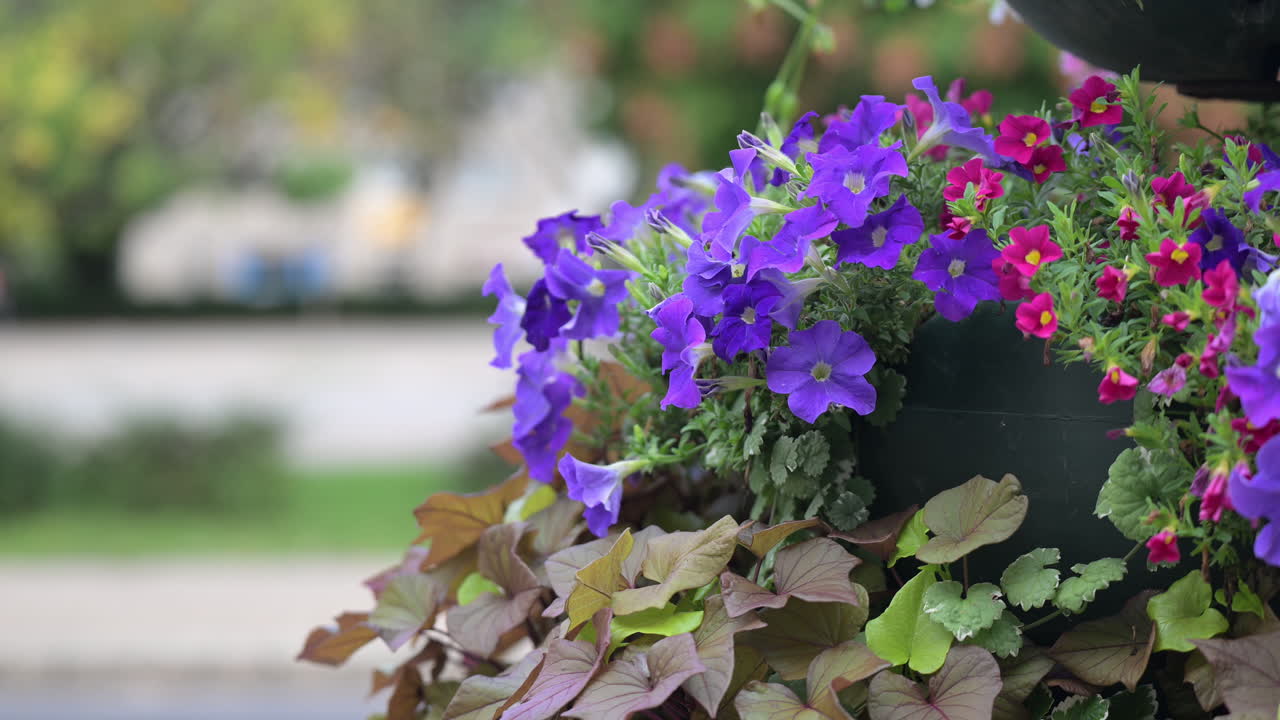 Vibrant petunias and calibrachoa flowers in garden planter