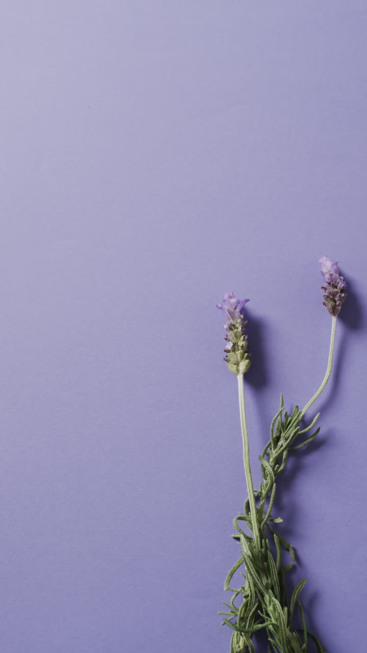 Video verticale di fiori di lavanda con spazio per il testo su sfondo viola