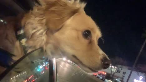 cute friendly puppy looking out of car window