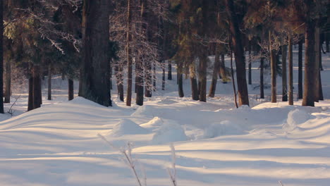 Schneebedeckter-Park-Im-Winter.-Winterpark.-Sonnenlicht-Auf-Schnee-Im-Winterpark