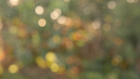 view of the greenery on a sunny day outside the window out of focus