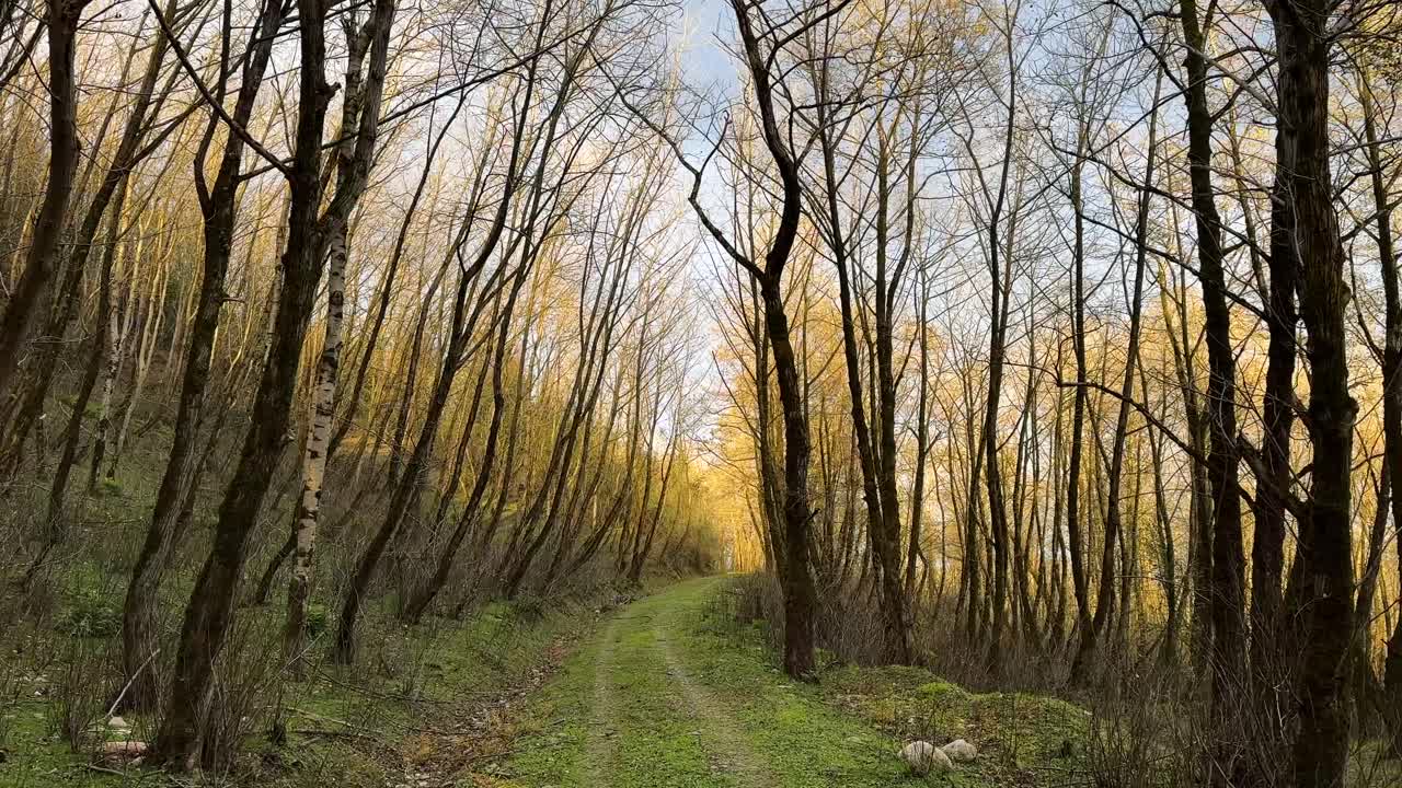 산책 모험, 경치 좋은 숲 풍경, 여름철의 기후, 농업, 버려진 도로, 시골 마을, 시골 지역 주민, 가축, 동물, 신선한 생활 조건, 유기농