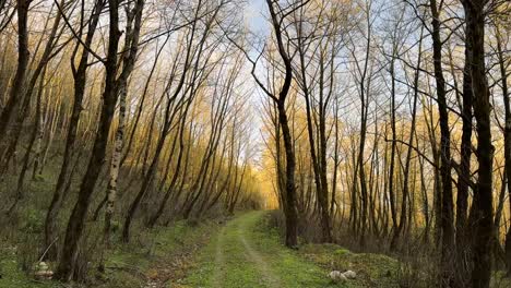 Hiking-adventure-in-scenic-landscape-of-forest-climate-in-summer-season-agriculture-abandoned-road-rural-village-countryside-local-people-life-with-livestock-animal-fresh-living-condition-organic-iran